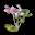 香菜