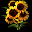 太陽花花束