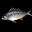 鮪魚