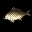鯛魚