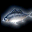 發藍光的魚