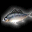 發白光的魚