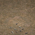 pigeon group