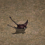 魟魚