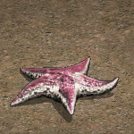 海星