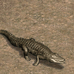 巨大鱷魚