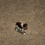 高等聖伯納犬