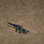 藍尾蜥蜴
