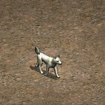 高麗犬
