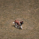 聖伯納犬