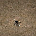 小獵犬