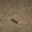 狐狸