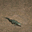 鱷魚