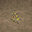 魚
