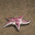 伊娃 海星