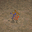 魚