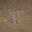 魚